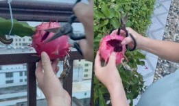 小火龙果爆料视频大全最新,最新爆料视频大全深度解析